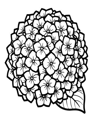 Paniculata Hydrangea - Free printable coloring page