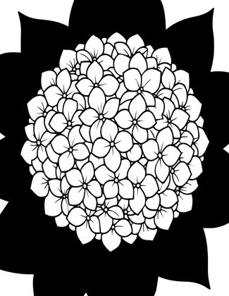 White Hydrangea - Free printable coloring page