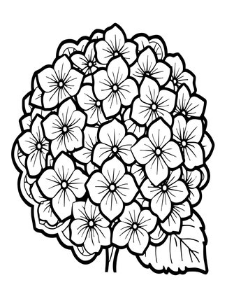 Lacecap Hydrangea - Free printable coloring page