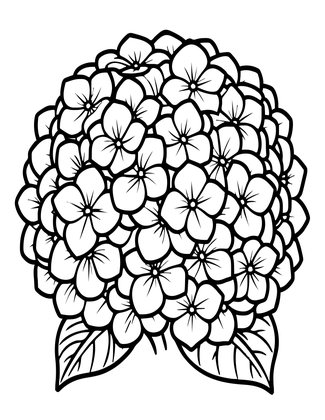 Hydrangea Dried - Free printable coloring page