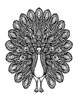 Peacock Design - Free printable coloring page