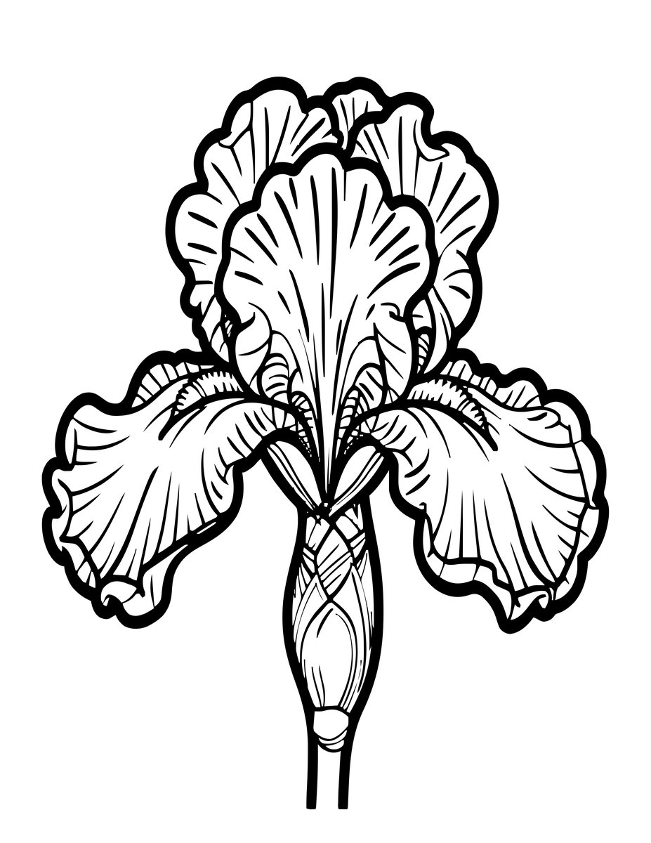Iris Bud - free printable coloring page