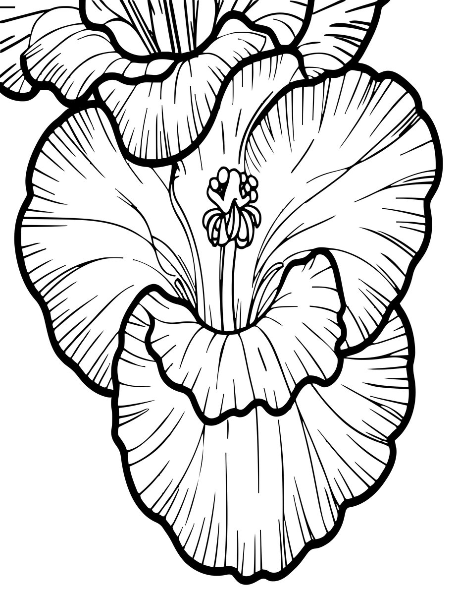 Gladiolus Close-Up - free printable coloring page