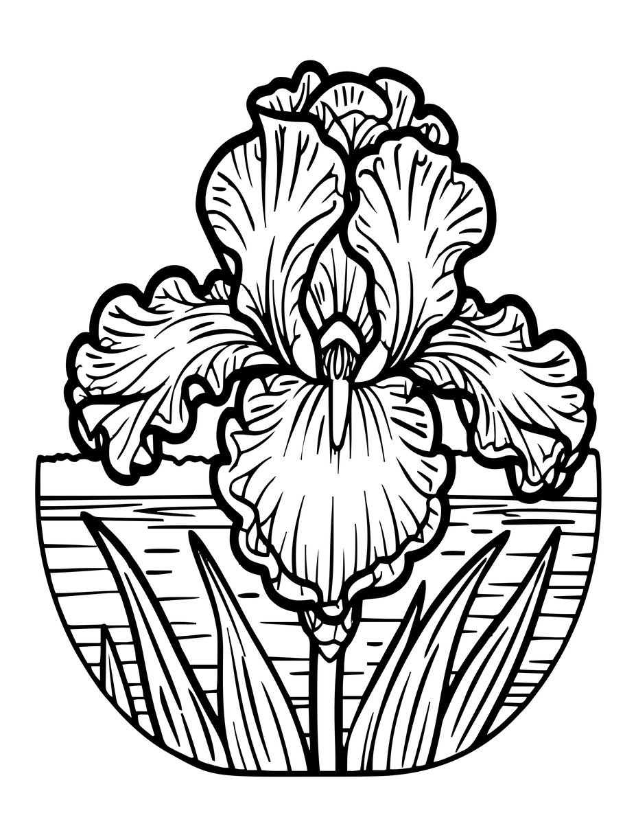 Louisiana Iris - free printable coloring page