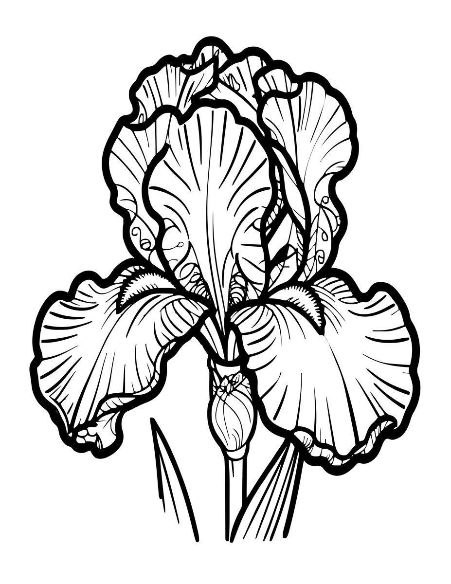 Iris Seed Pod - free printable coloring page