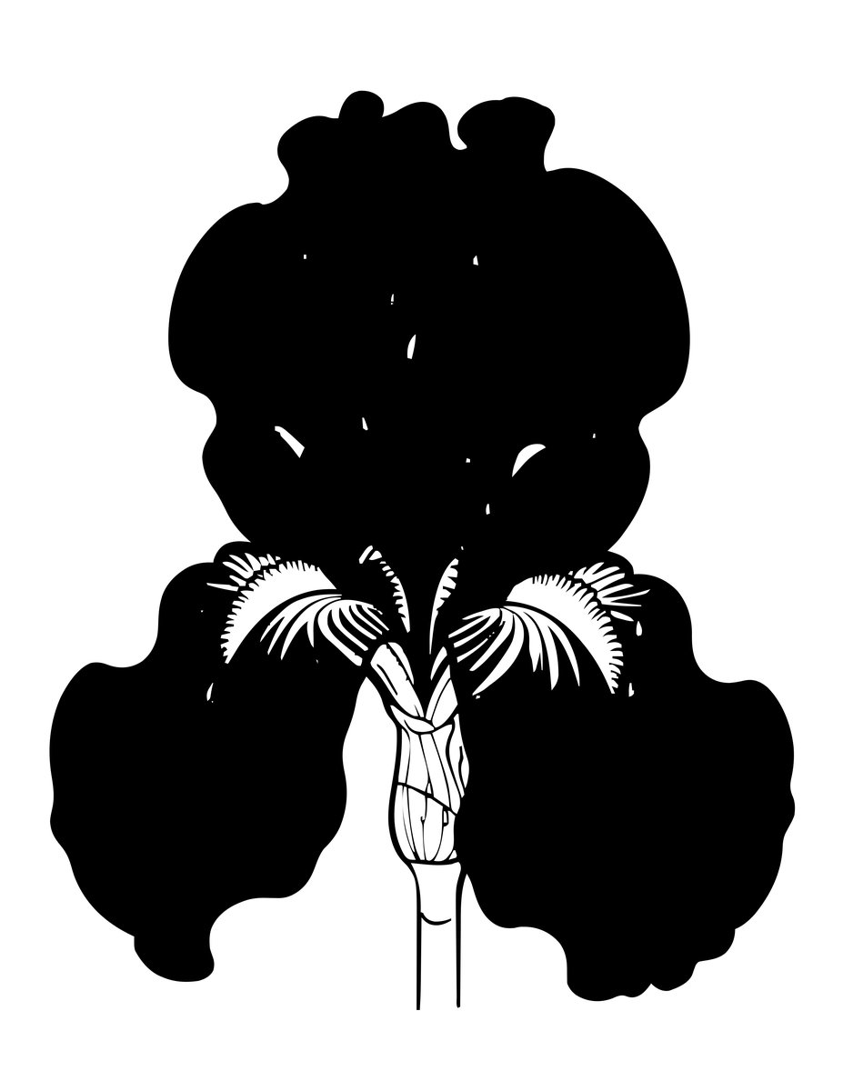 Iris After Rain - free printable coloring page