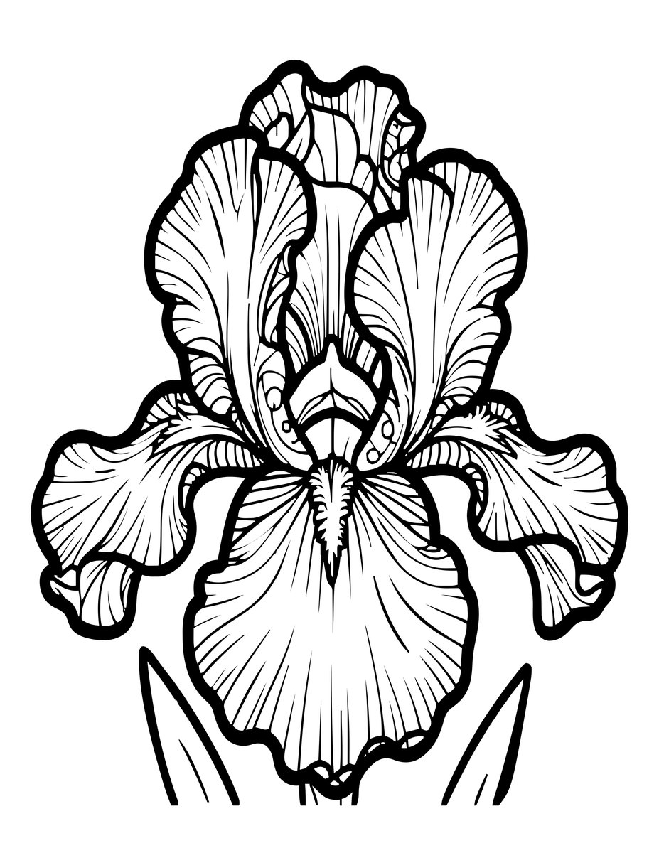 Siberian Iris - free printable coloring page