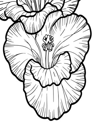 Gladiolus Close-Up - Free printable coloring page