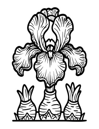Iris Rhizome - Free printable coloring page