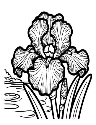 Japanese Iris - Free printable coloring page