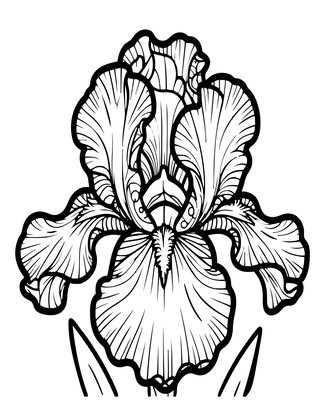Siberian Iris - Free printable coloring page