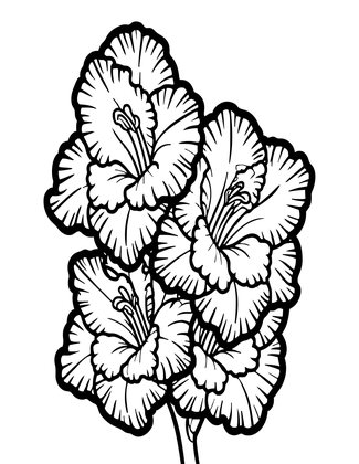 Bicolor Gladiolus - Free printable coloring page