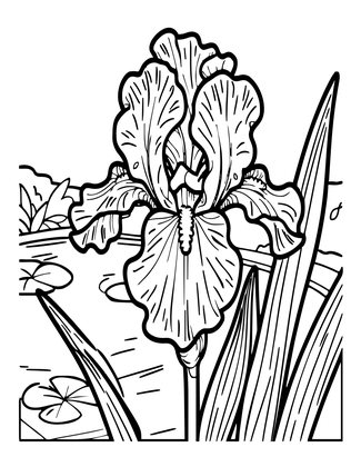 Yellow Iris - Free printable coloring page