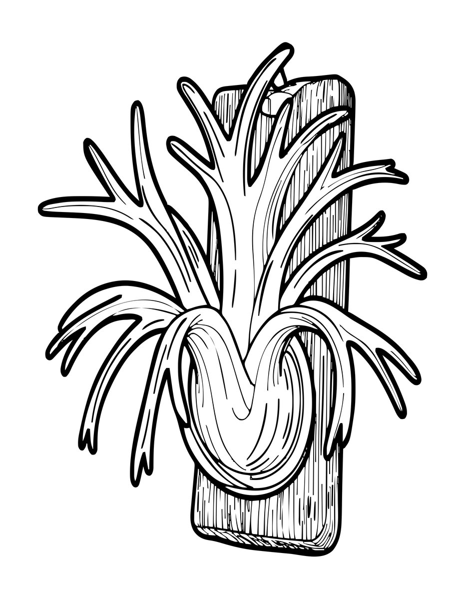 Staghorn Fern - free printable coloring page