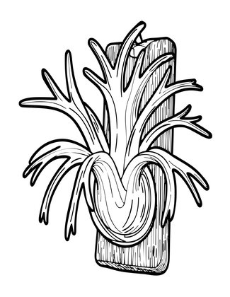 Staghorn Fern - Free printable coloring page