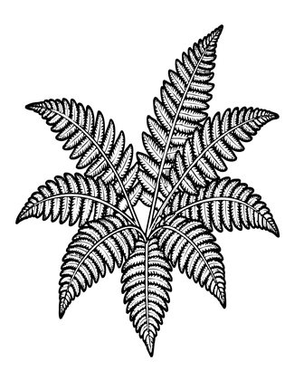 Bracken Fern - Free printable coloring page