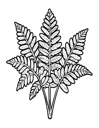 Maidenhair Fern - Free printable coloring page