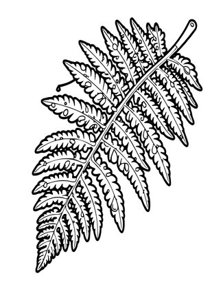 Fern and Dew - Free printable coloring page