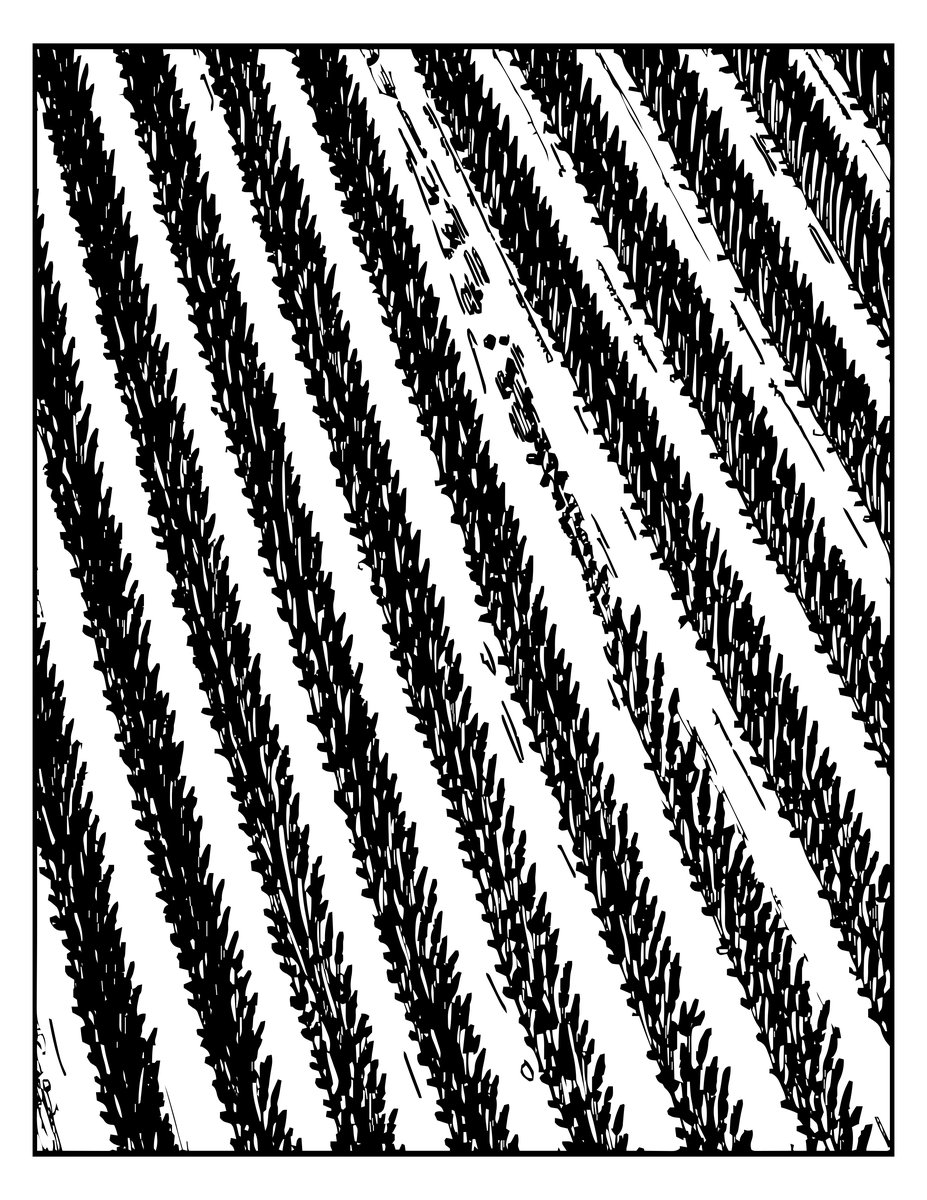 Aerial Lavender - free printable coloring page