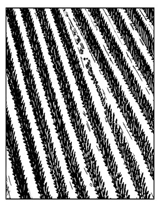 Aerial Lavender - Free printable coloring page