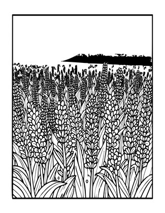 Lavender at Dawn - Free printable coloring page