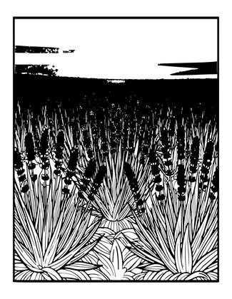 Lavender at Sunset - Free printable coloring page