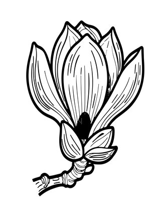 Magnolia Bud - Free printable coloring page