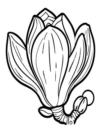 Magnolia Bud - Free printable coloring page