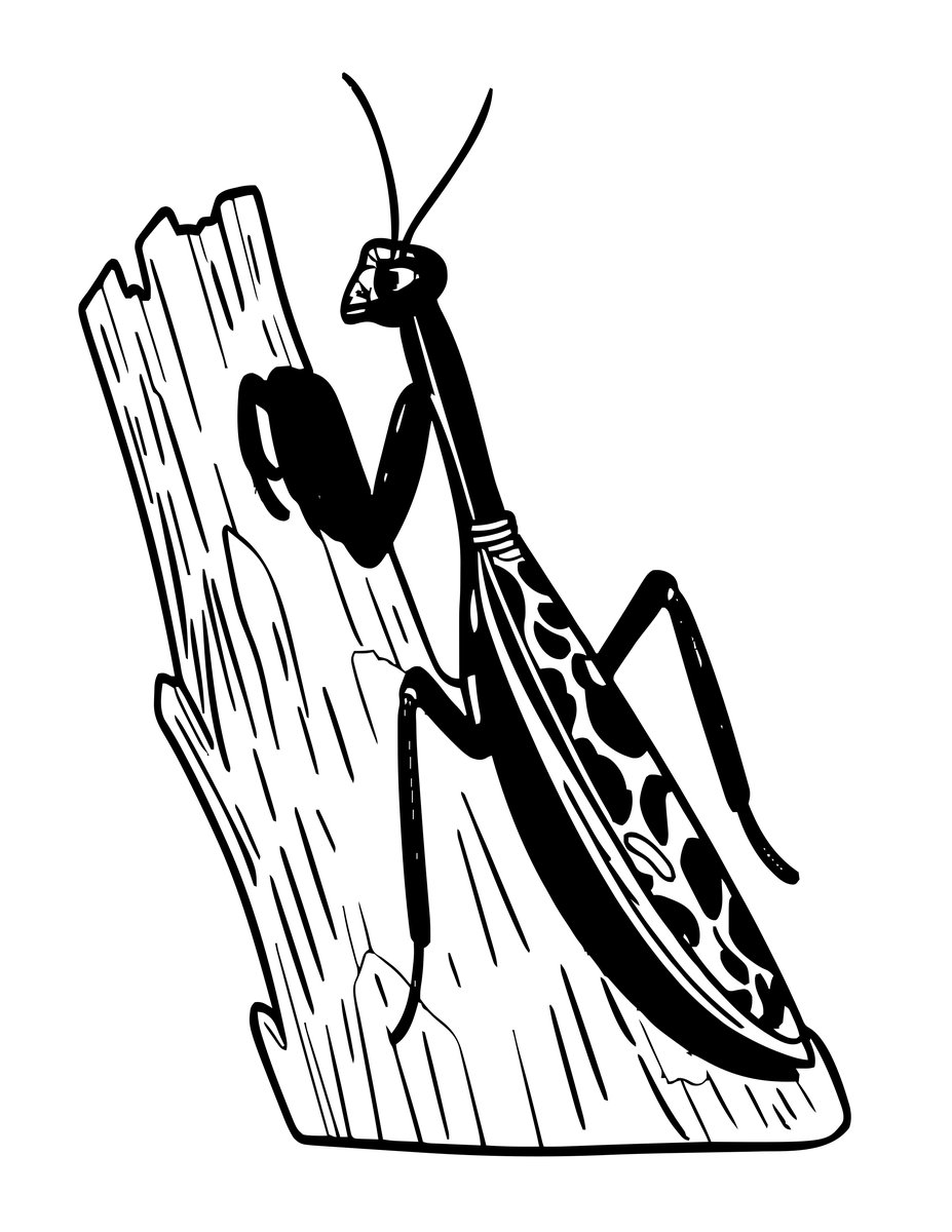 Bark Mantis - free printable coloring page