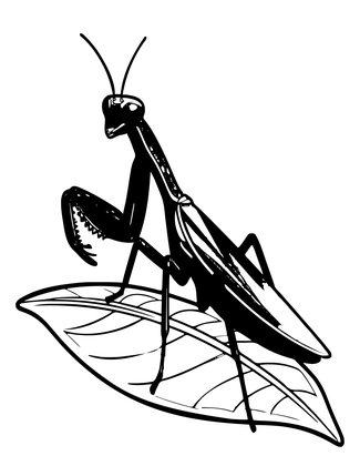 Praying Mantis - Free printable coloring page