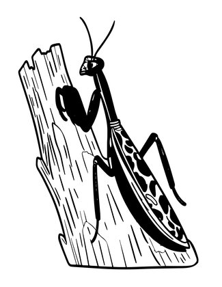 Bark Mantis - Free printable coloring page