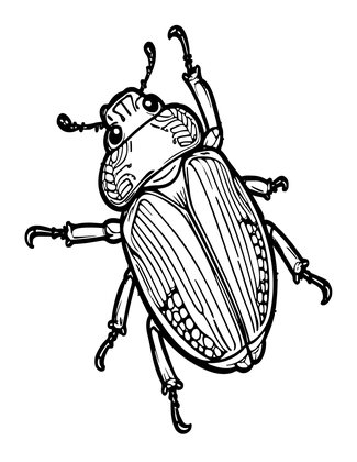 Click Beetle - Free printable coloring page