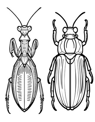 Anatomy Study - Free printable coloring page
