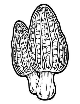 Morel Mushroom - Free printable coloring page