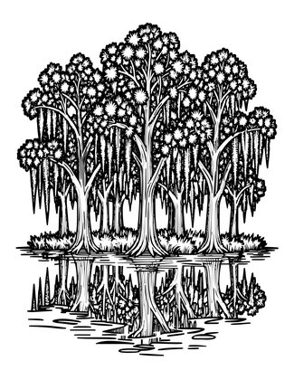 Swamp & Cypress - Free printable coloring page