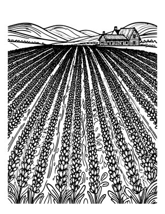Lavender Fields - Free printable coloring page
