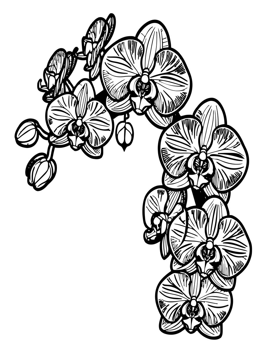 Oncidium Dancing Ladies - free printable coloring page