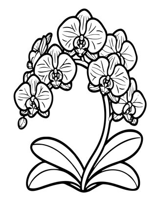 Phalaenopsis Moth Orchid - Free printable coloring page