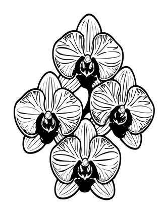 Cymbidium Boat Orchid - Free printable coloring page
