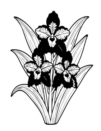 Epidendrum Reed Orchid - Free printable coloring page