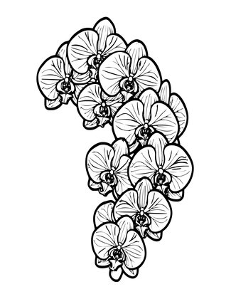 Orchid Cascade - Free printable coloring page