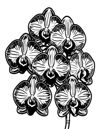 Dendrobium Cluster - Free printable coloring page