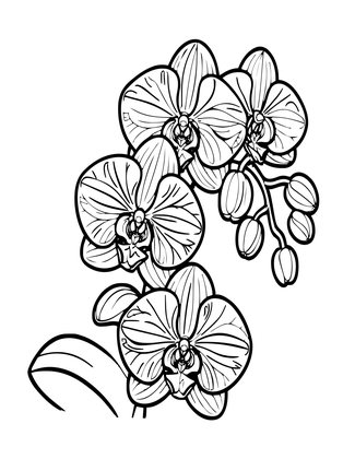 Vanilla Orchid - Free printable coloring page