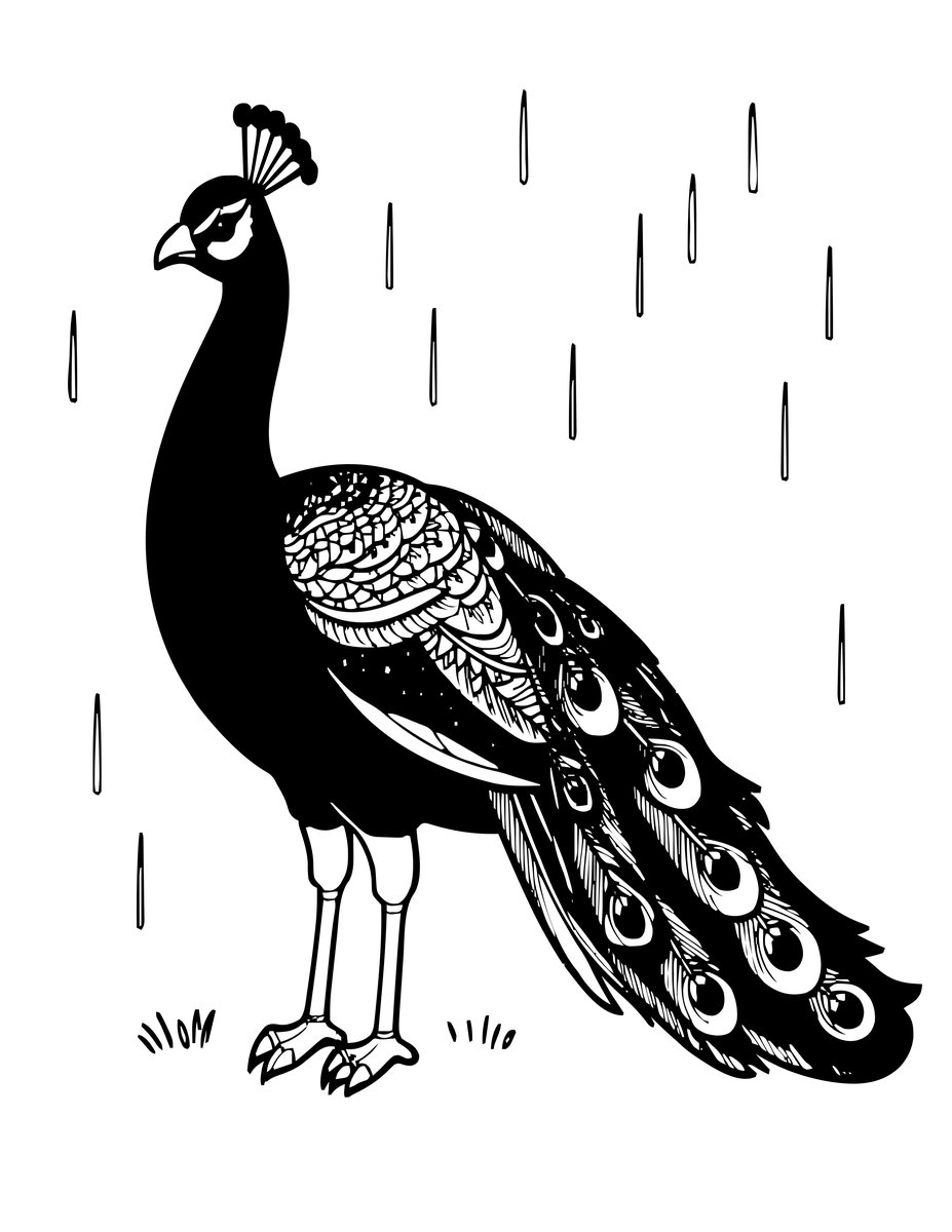 Peacock in Rain - free printable coloring page