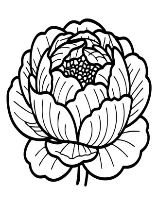 Peony Bud Opening - Free printable coloring page