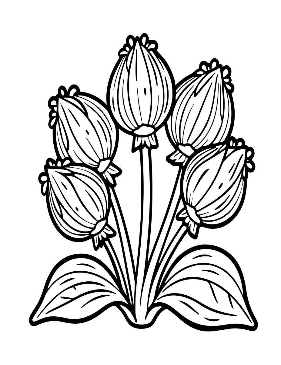 Pansy Seed Heads - free printable coloring page