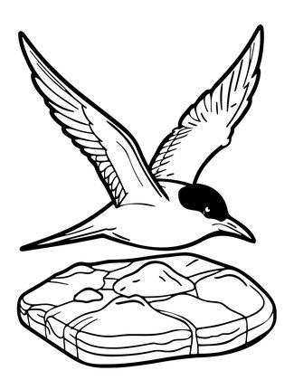 Arctic Tern - Free printable coloring page