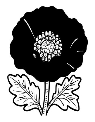 Opium Poppy - Free printable coloring page