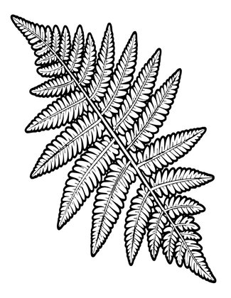 Pressed Fern - Free printable coloring page