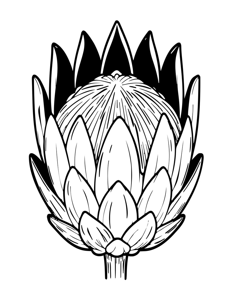 King Protea - free printable coloring page